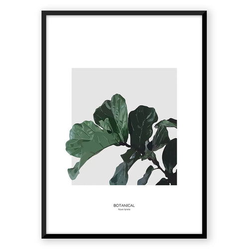 Nordic Peace Ficus Lyrata