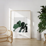 Nordic Peace Ficus Lyrata, view 5