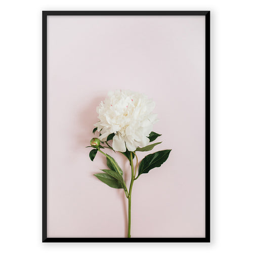 Nordic Peace Pastel Flower