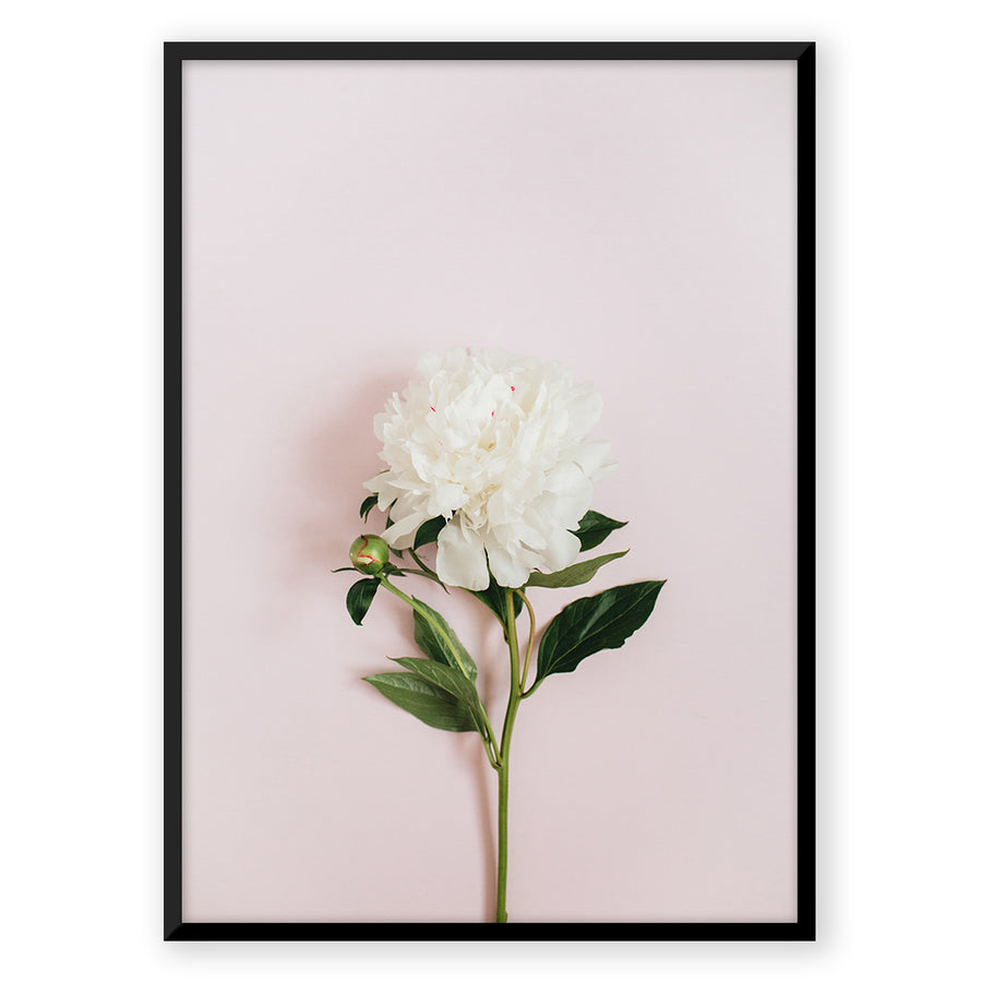 Nordic Peace Pastel Flower
