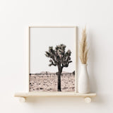 Nordic Peace Joshua Tree, view 2