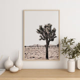 Nordic Peace Joshua Tree, view 6