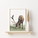 Nordic Peace Mountain Deer, view 2