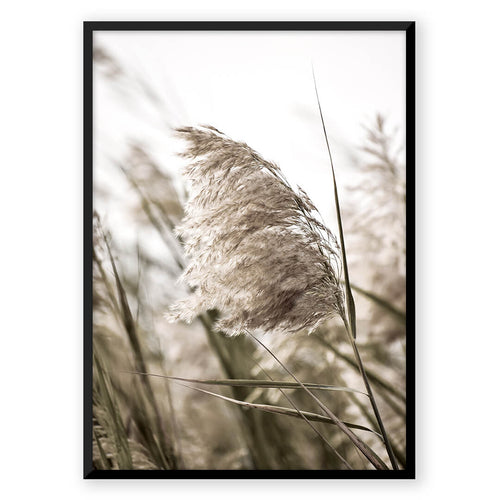 Nordic Peace Pampas