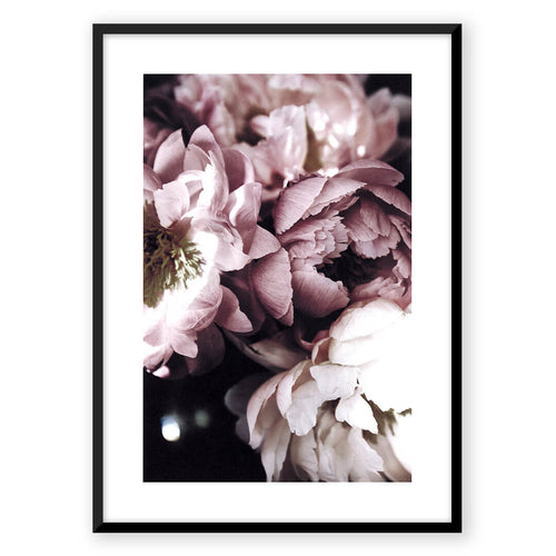 Nordic Peace Purple Peony
