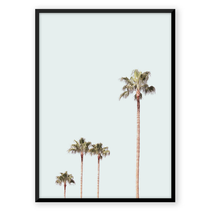 Nordic Peace Queen Palm