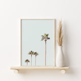 Nordic Peace Queen Palm, view 2