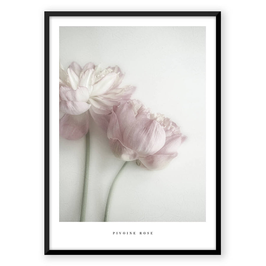 Nordic Peace Pivoine Rose