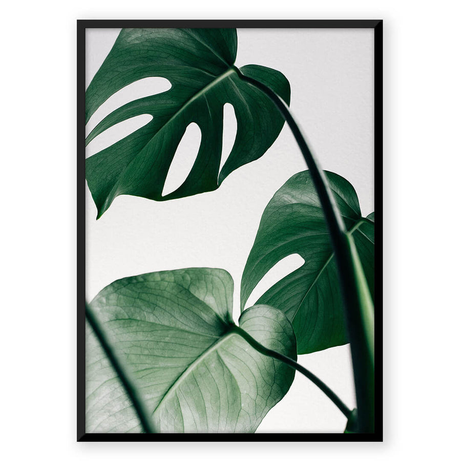 Nordic Peace Tropical Monstera