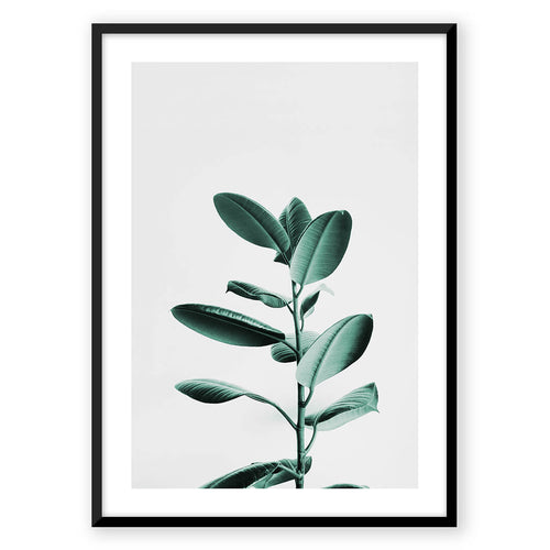 Nordic Peace Tulsi