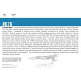NuVision Health Center Systemic Formulas Collagen MB (Collagen Muscle Builder), view 2