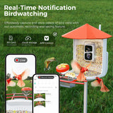PerchMe Smart Bird Feeder with AI Camera & Solar Panel (Vermillion & Azure Canopy), view 4
