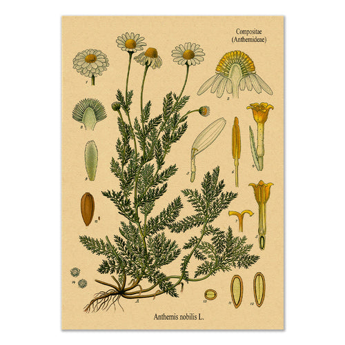 Roomtery Chamomile Kraft Paper Poster