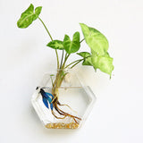 Roomtery Glass Wall Hanging Flower Vase, view 3
