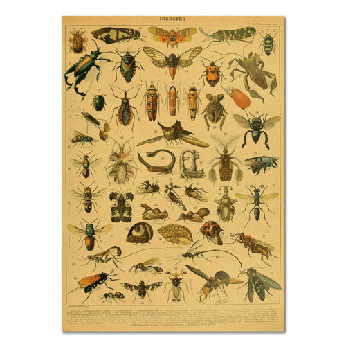 Roomtery Insects Vintage Kraft Paper Poster