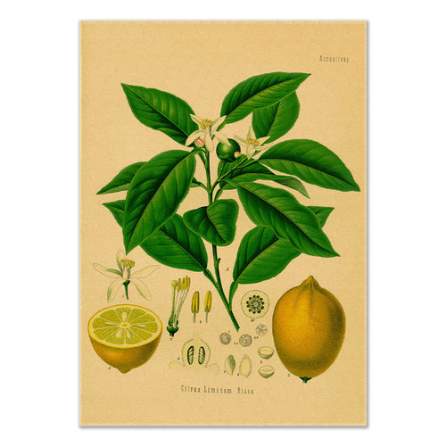 Roomtery Lemon Tree Kraft Paper Poster