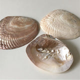 Roomtery Natural Seashell Jewelry Tray, view 4