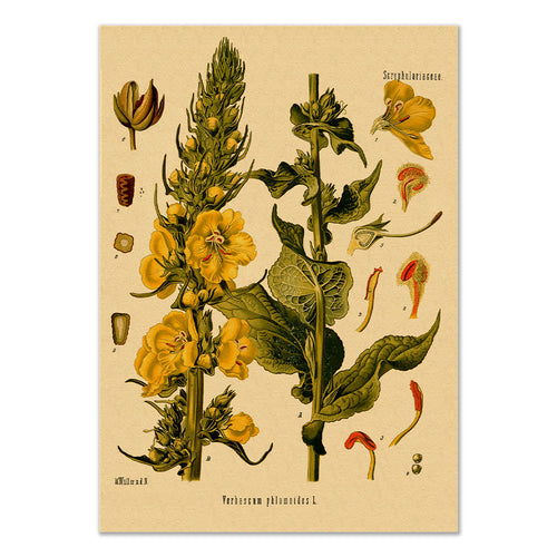 Roomtery Orange Mullein Kraft Paper Poster