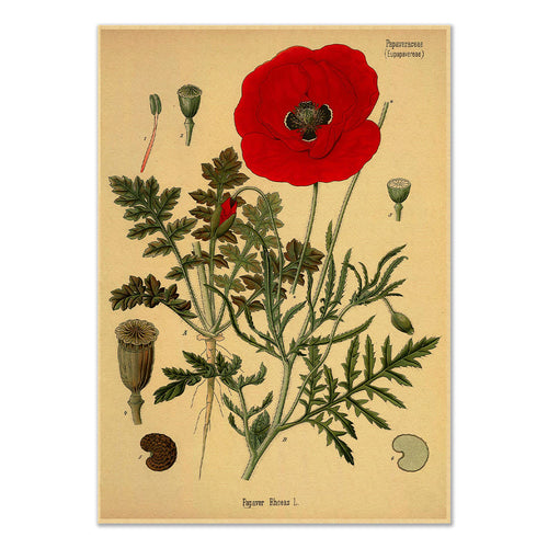Roomtery Poppy Flower Kraft Paper Poster