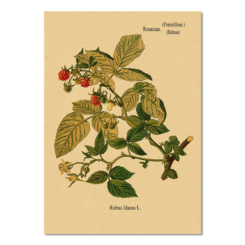 Roomtery Raspberry Bush Kraft Paper Poster