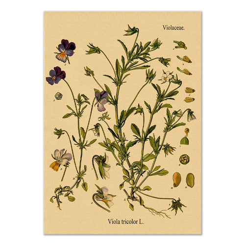 Roomtery Wild Pansy Flower Kraft Paper Poster