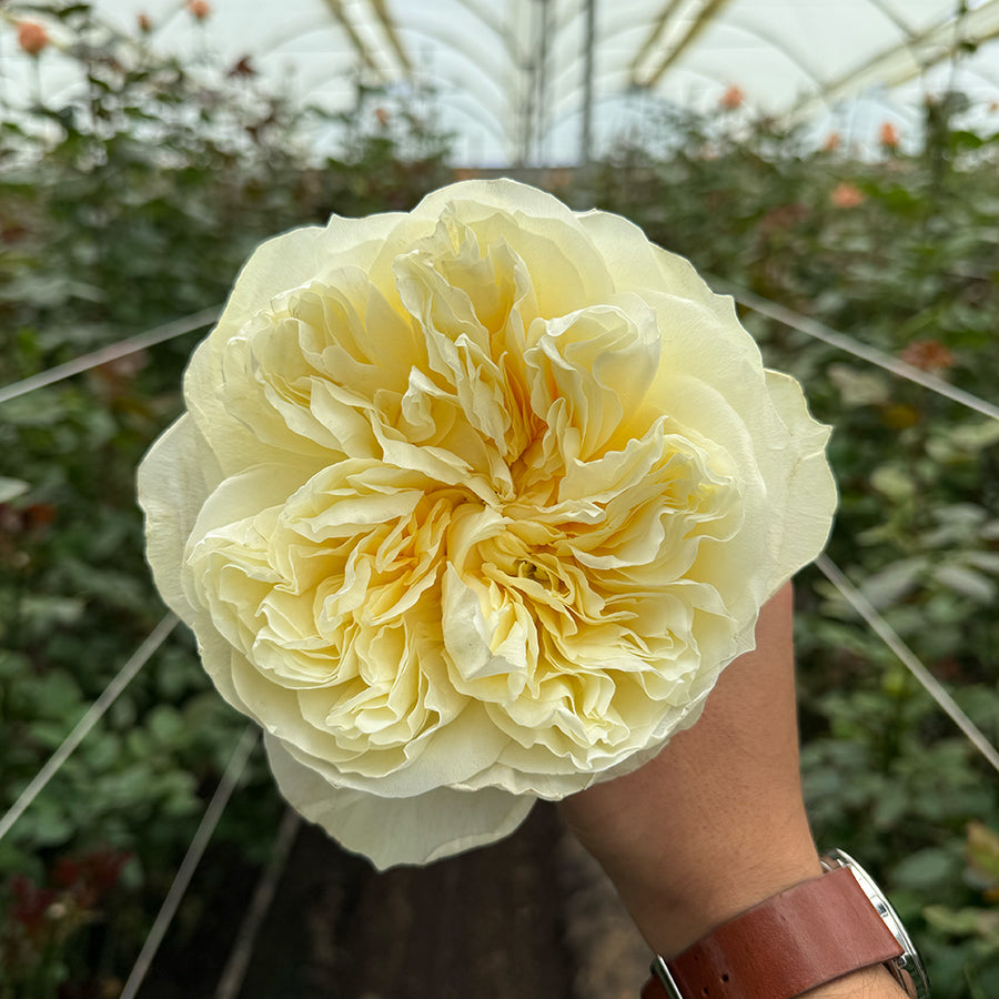 Rosaholics PEONY MIMOSA