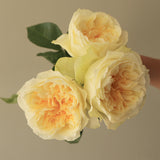 Rosaholics PEONY MIMOSA, view 2