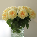 Rosaholics PEONY MIMOSA, view 3