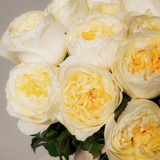 Rosaholics PEONY MIMOSA, view 4