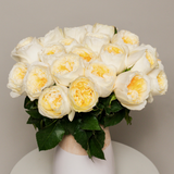Rosaholics PEONY MIMOSA, view 5