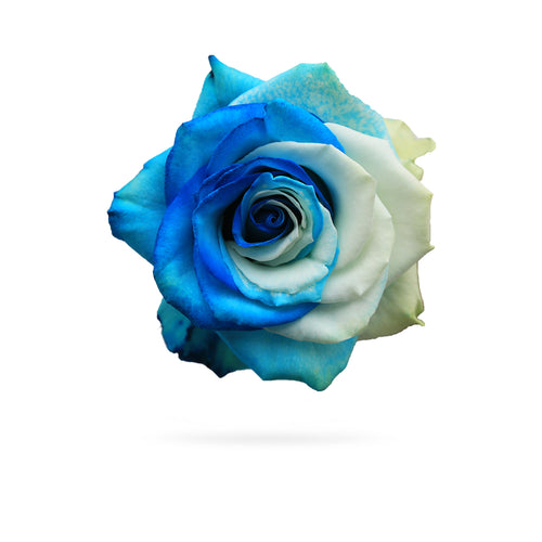 Rosaholics AZURE