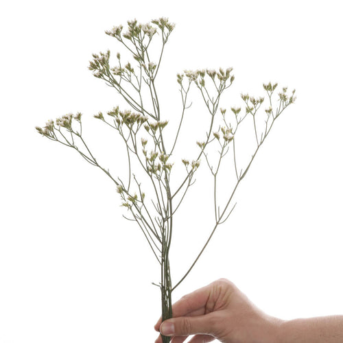 Rosaholics BABY BREATH X2