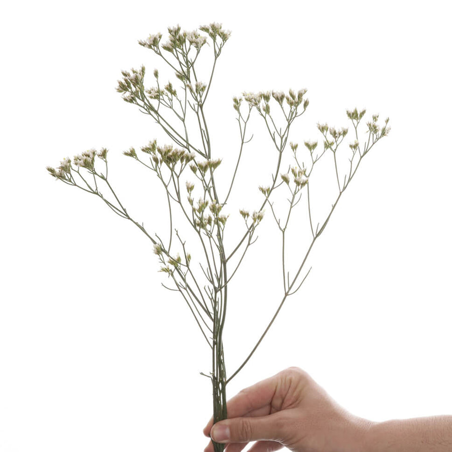 Rosaholics BABY BREATH X2