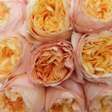 Rosaholics GRACEFUL LADY, view 2