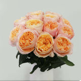 Rosaholics GRACEFUL LADY, view 4