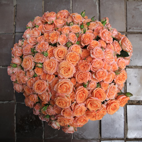 Rosaholics BELLINI BLOSSOM