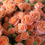 Rosaholics BELLINI BLOSSOM, view 2
