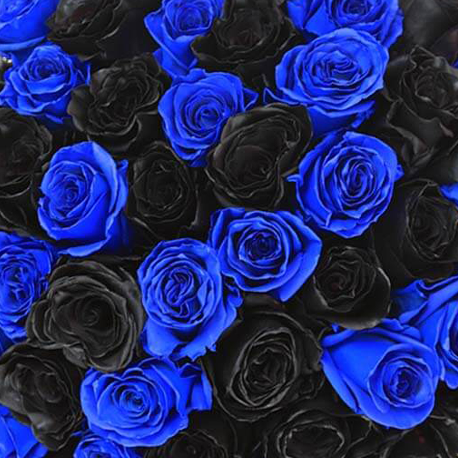 Rosaholics INDIGO IMPACT