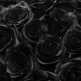Rosaholics BLACK ROYALE, view 3