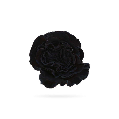 Rosaholics BLACK