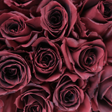Rosaholics BLOOD OF THE REALM, view 2