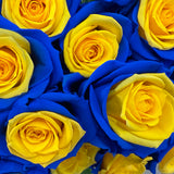 Rosaholics BLUE N' YELLOW, view 2