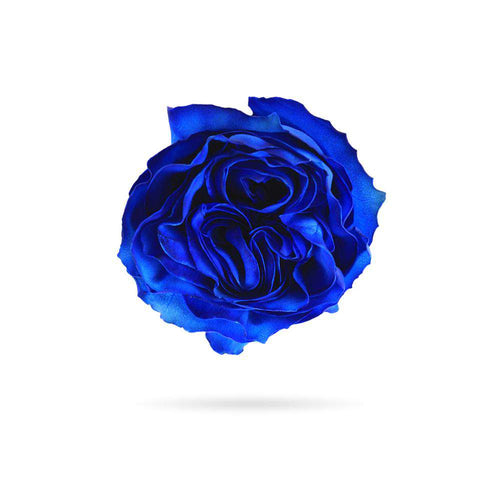 Rosaholics BLUE