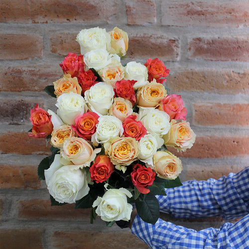 Rosaholics BLUSH OF LOVE