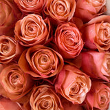 Rosaholics BLUSH OF THE MOON, view 2