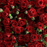 Rosaholics BRAVISSIMO, view 2
