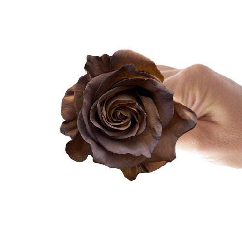 Rosaholics BROWN