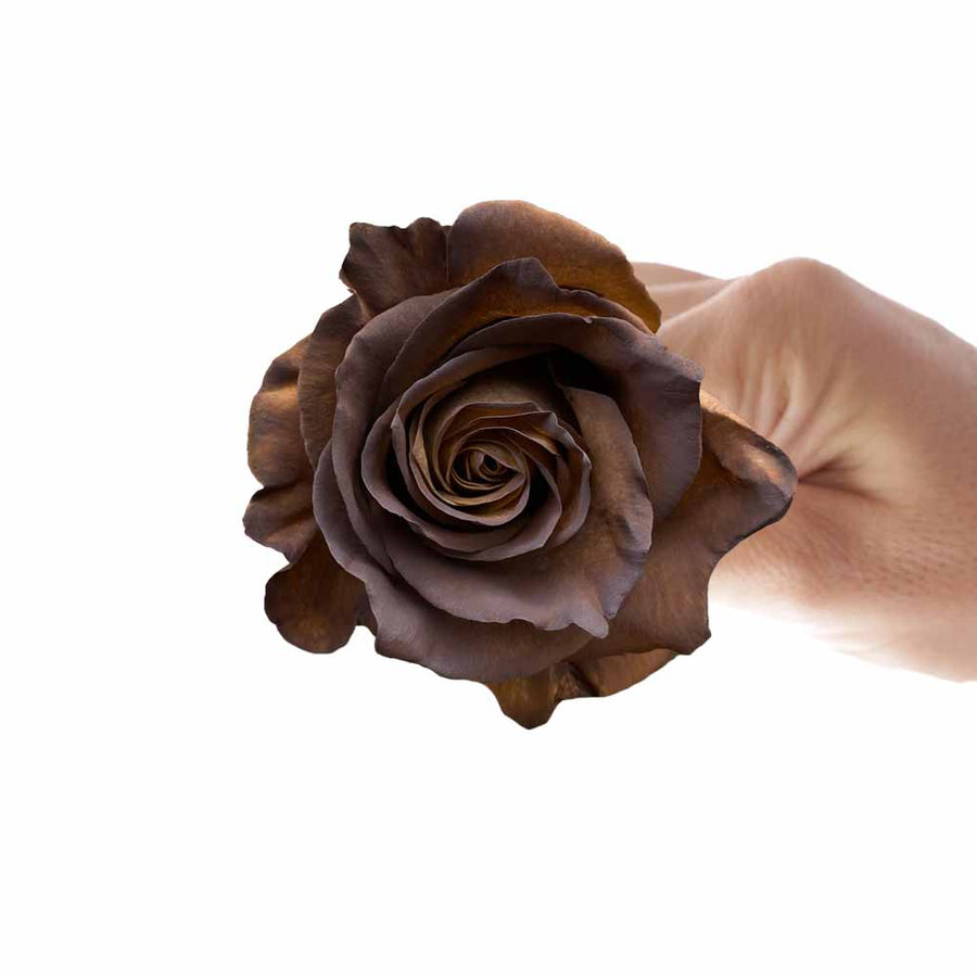 Rosaholics BROWN