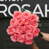 Rosaholics PEONY BEAUTY, view 2
