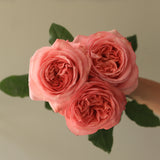 Rosaholics PEONY BEAUTY, view 3